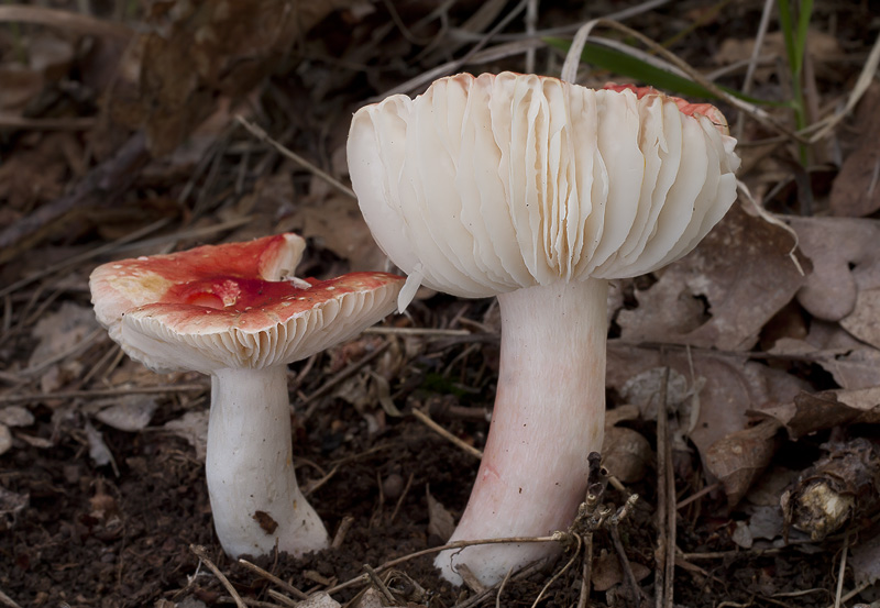 Russula luteotacta